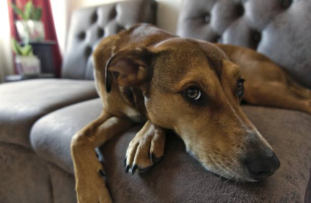 Dog Hair and Stain Upsholstery Cleaning Service Dog Hair and Stain Upsholstery Cleaning Service