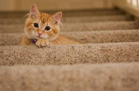 Eco-Friendly Lantana Carpet Cleaning by Metro Cleaning
