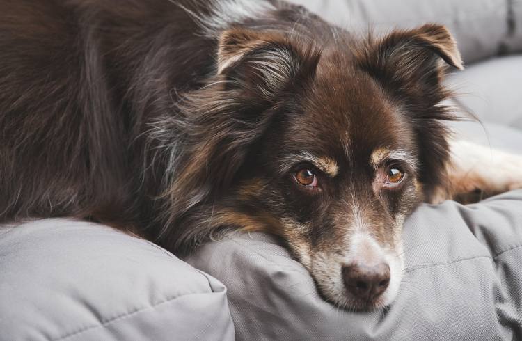 Upholstery Stain Removal Upholstery Stain Removal